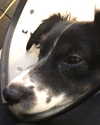 roseasmrofficial Altpins Profile Picture