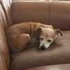 roseasmrofficial Altpins Profile Picture