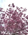 roseasmrofficial Altpins Profile Picture