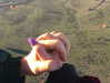 roseasmrofficial Altpins Profile Picture
