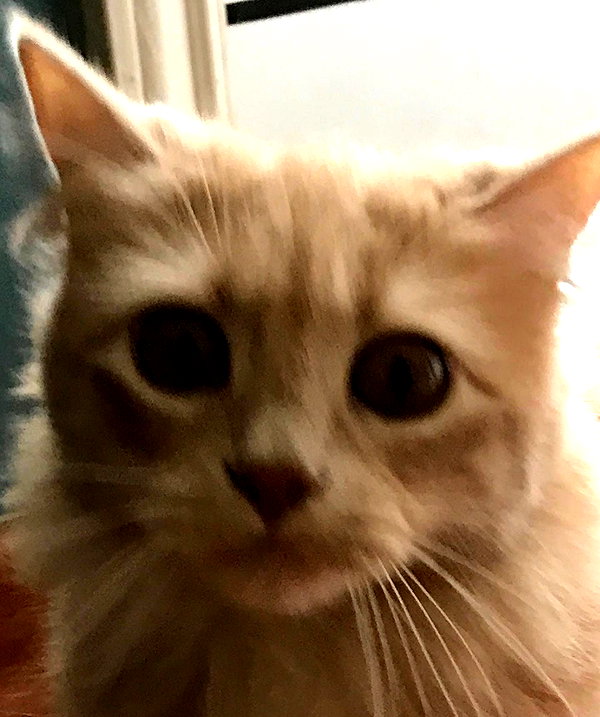 roseasmrofficial instagram image archive image