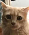 roseasmrofficial Altpins Profile Picture