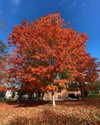 roseasmrofficial Altpins Profile Picture