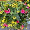 roseasmrofficial Altpins Profile Picture