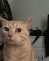 roseasmrofficial Altpins Profile Picture