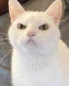 roseasmrofficial Altpins Profile Picture
