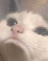 roseasmrofficial Altpins Profile Picture