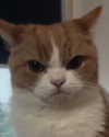 roseasmrofficial Altpins Profile Picture