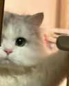 roseasmrofficial Altpins Profile Picture