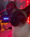 runafangz Altpins Profile Picture