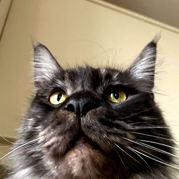 runafangz instagram image archive image