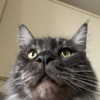 runafangz Altpins Profile Picture