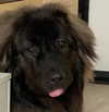 runafangz Altpins Profile Picture