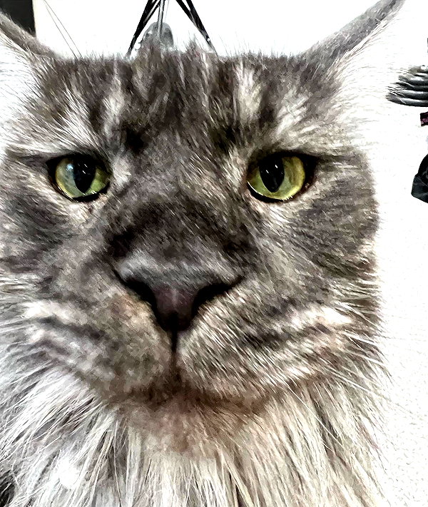 runafangz instagram image archive image