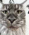 runafangz Altpins Profile Picture