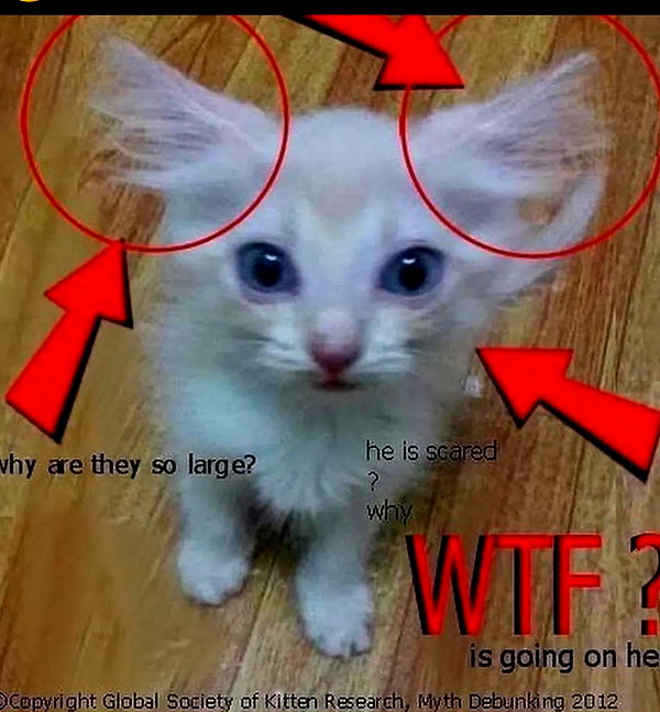 runafangz instagram image archive image