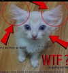 runafangz Altpins Profile Picture