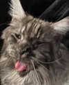 runafangz Altpins Profile Picture