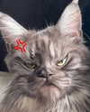 runafangz Altpins Profile Picture