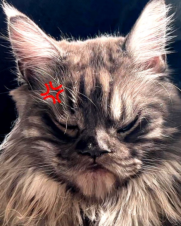 runafangz instagram image archive image