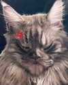 runafangz Altpins Profile Picture