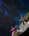 sa3hka Altpins Profile Picture