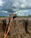 sabinapaellmann Altpins Profile Picture
