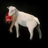 sabinapaellmann Altpins Profile Picture