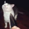 saekkico Altpins Profile Picture