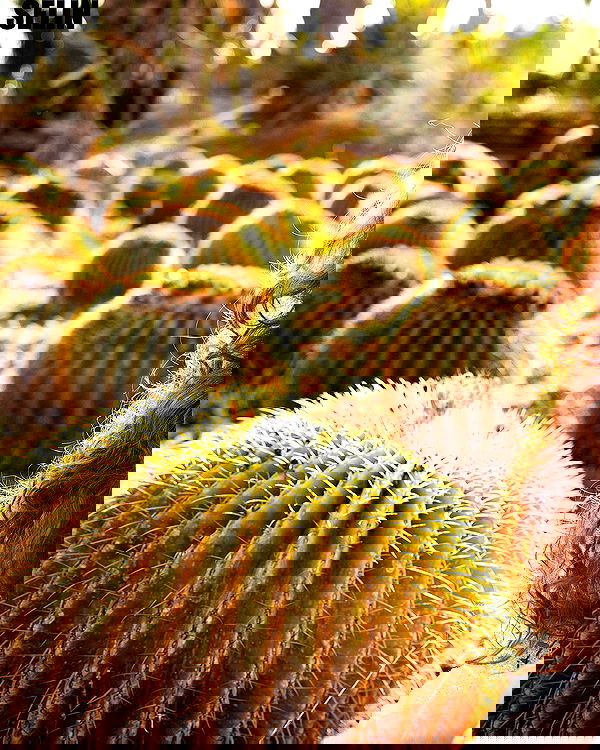 sagi.photo sagi.photo archive image