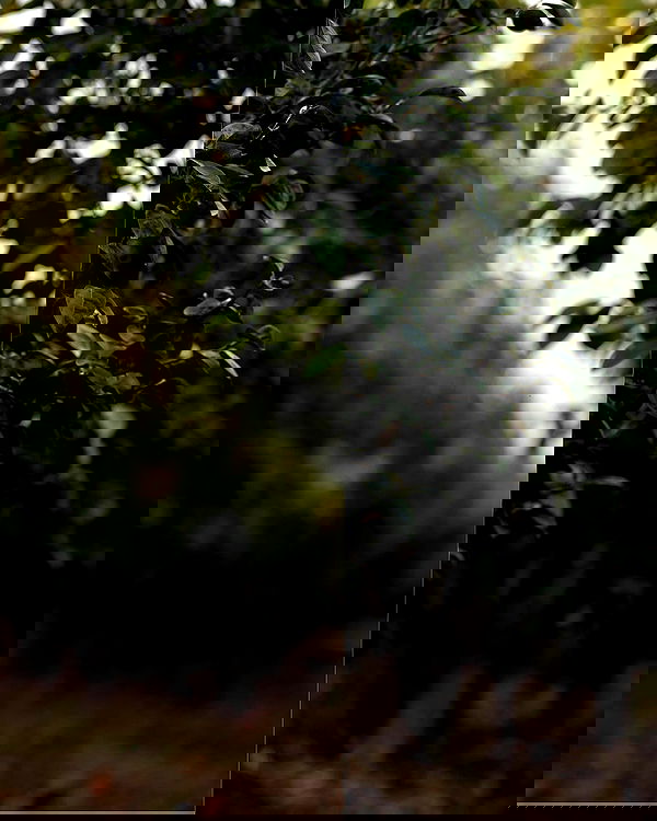 sagi.photo sagi.photo archive image