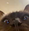 saracrumbleleg Altpins Profile Picture