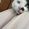 saracrumbleleg Altpins Profile Picture