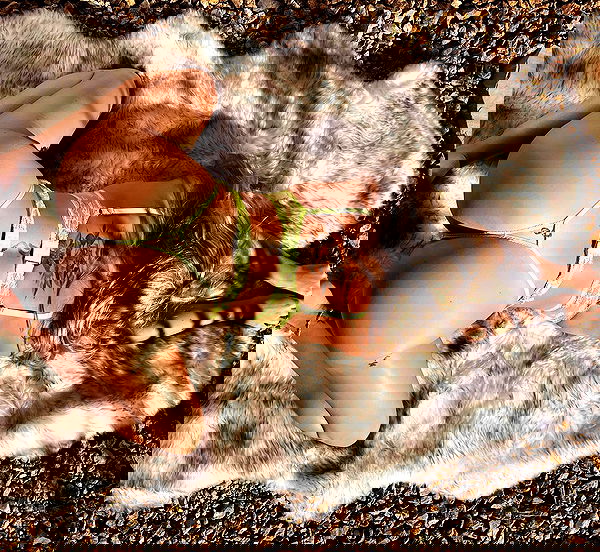 sedonaskyxo sedonaskyxo archive image