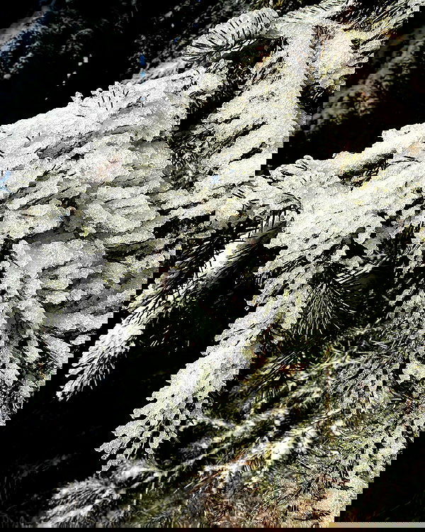 sedonaskyxo sedonaskyxo archive image