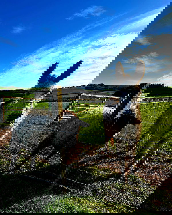 sedonaskyxo sedonaskyxo archive image