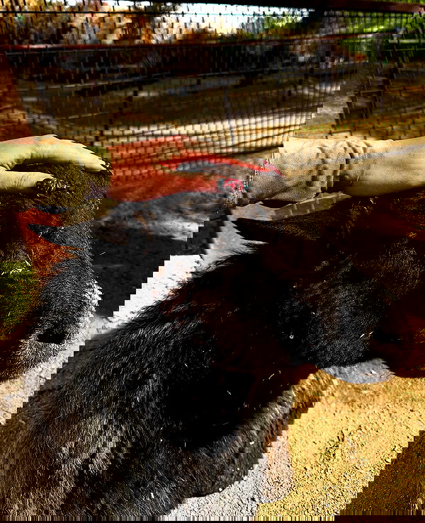 sedonaskyxo sedonaskyxo archive image