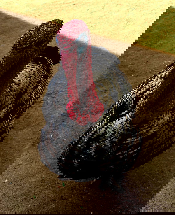 sedonaskyxo sedonaskyxo archive image