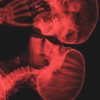 serenaasums Altpins Profile Picture