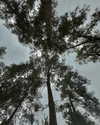 shailin_elisha Altpins Profile Picture