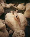 shaipearlman Altpins Profile Picture