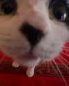 shawtysuzi Altpins Profile Picture