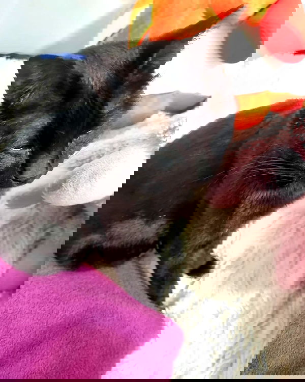 shayli_or shayli_or archive image