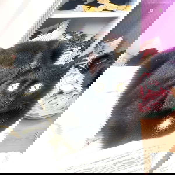 shayli_or shayli_or archive image