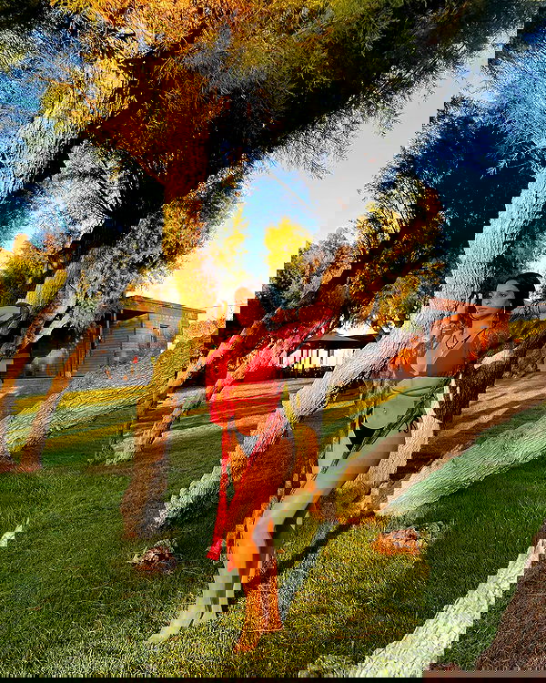 shelly_.mor image ~ Altpins