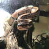shibawri Altpins Profile Picture