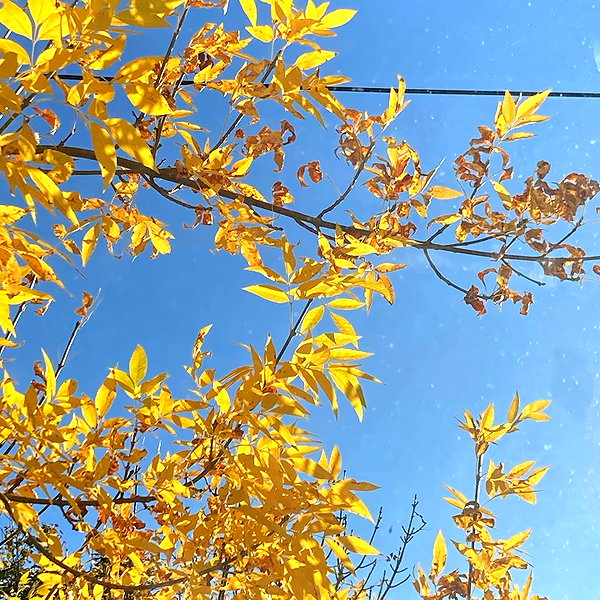 shibawri instagram image archive image