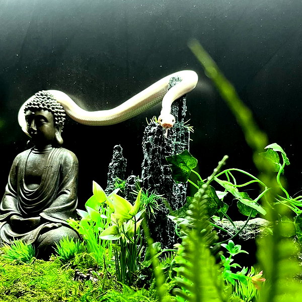 shibawri shibawri archive image