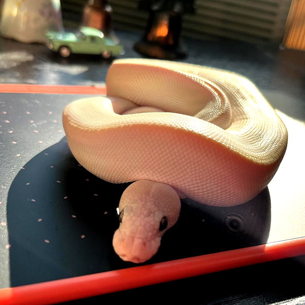 shibawri instagram image archive image