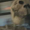si11yc0rpse Altpins Profile Picture